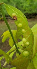 Callirhytis quercusfutilis