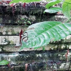 Mcclungia cymo subtilis