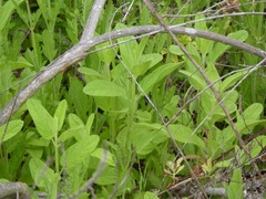 Stachys stebbinsii