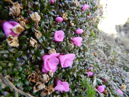 Diapensia purpurea (Diapensia purpurea)