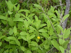 Stachys stebbinsii