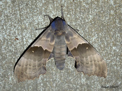 Pachysphinx modesta