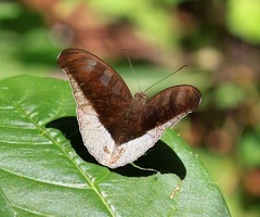 Tanaecia cocytus