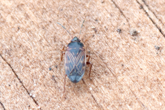 Cryphula trimaculata