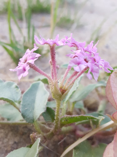 Sandpuff Wooton's Sandpuffs (Tripterocalyx carnea) · iNaturalist United Kingdom