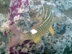 Parupeneus ciliatus