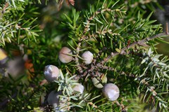 Juniperus macrocarpa