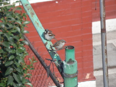 Passer domesticus