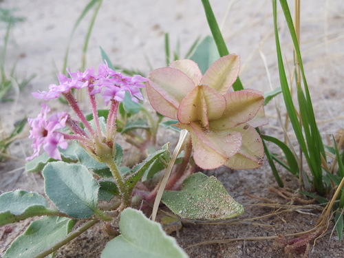 Tripterocalyx wootonii