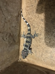 Hemidactylus maculatus