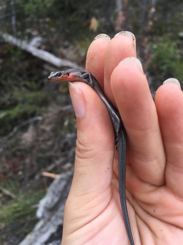 Red-throated Cool-skink