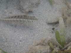 Parapercis australis