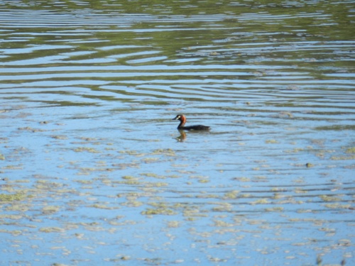 Little Grebe