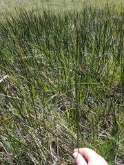 Juncus balticus ater