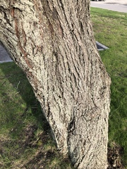 Angiospermae