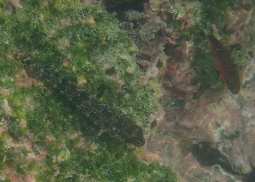 Branched labrisomid (Gobioclinus dendriticus) — Labrisomidae