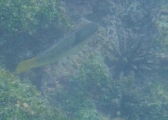 Halichoeres nicholsi