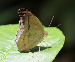 Tanaecia cocytus