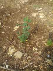 Crotalaria longirostrata