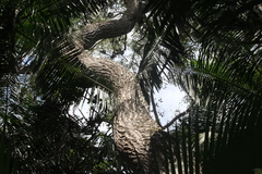 Aspidosperma polyneuron