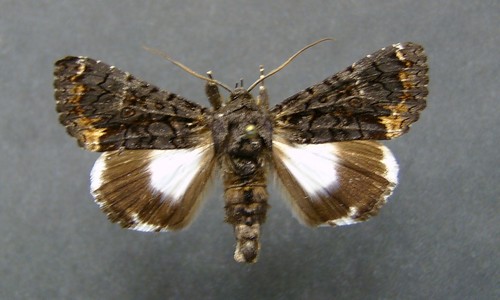 Alchymist