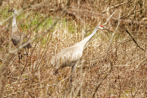Sandhill Crane photographed in Michigan