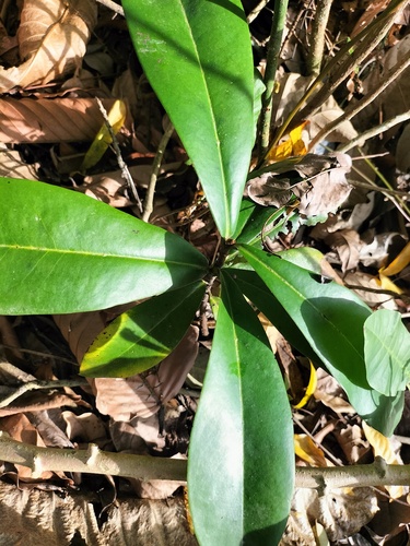 Ascarina philippinensis