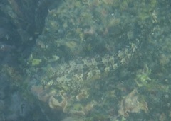 Gobioclinus dendriticus