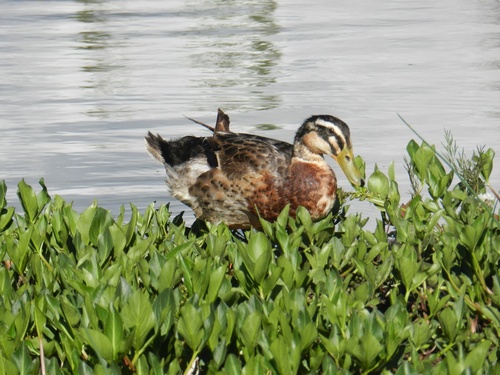Domestic Mallard