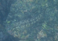 Gobioclinus dendriticus