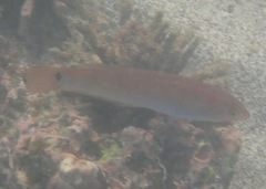 Halichoeres dispilus