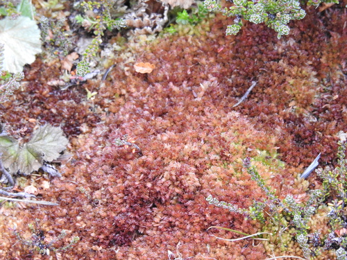 Image of Sphagnum magellanicum by (c) María Regina Silva, some rights reserved (CC BY)