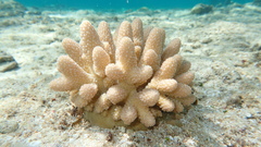 Acropora gemmifera