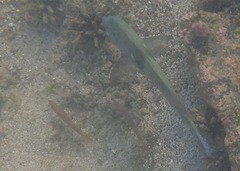 Halichoeres nicholsi