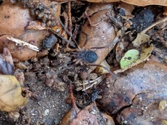 Protolophus singularis