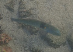 Halichoeres nicholsi
