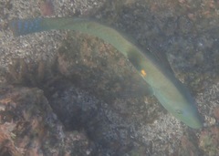 Halichoeres nicholsi