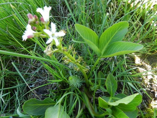 Bogbean