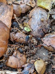 Protolophus singularis