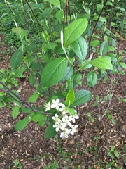 Viburnaceae