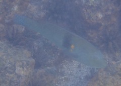 Halichoeres nicholsi