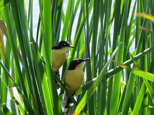 Black-capped Donacobius (Donacobius atricapilla), photo 10