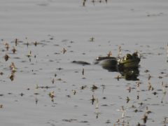 Pelophylax bedriagae