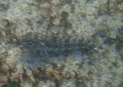 Gobioclinus dendriticus