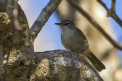Thamnornis photo 2