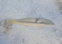 Halichoeres nicholsi