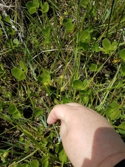 Carex serratodens