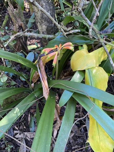 Clivia gardenii, photograph 4