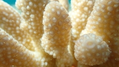 Acropora gemmifera