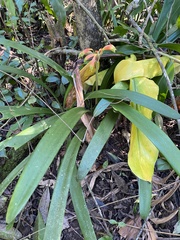 Clivia gardenii, photograph (c) Sunčana Bradley, some rights reserved (CC BY)